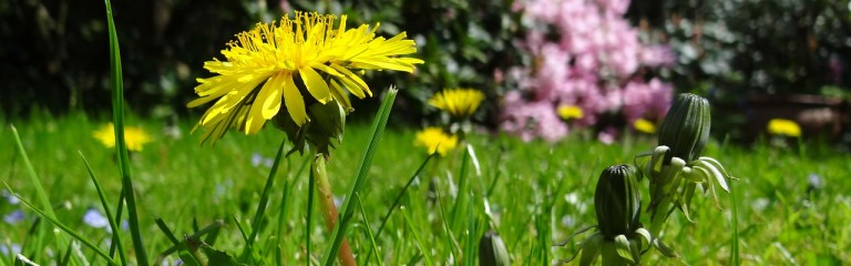Ein guter Start: So machst du deinen Garten fit für den Sommer