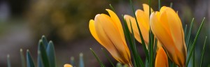 crocus-3174971_1280
